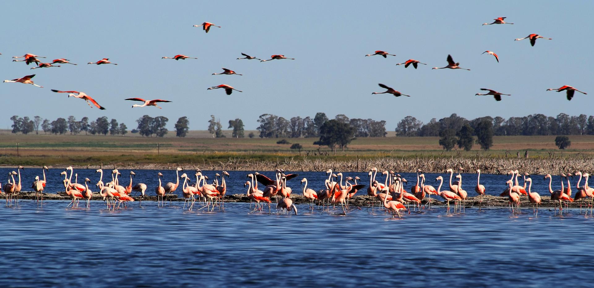 0100 flamencos EL LAGO EPECUEN UNA MARAVILLA DE LA N