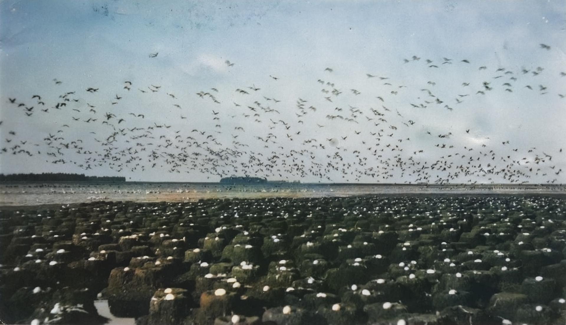 Nidos de Flamencos. Años 60. Coloreada