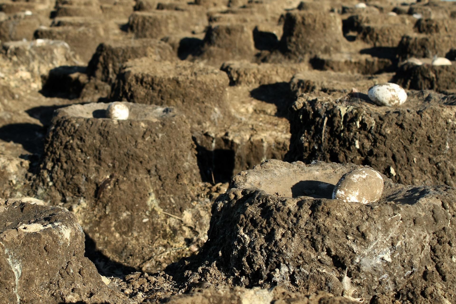 0100 Nidos de Flamencos