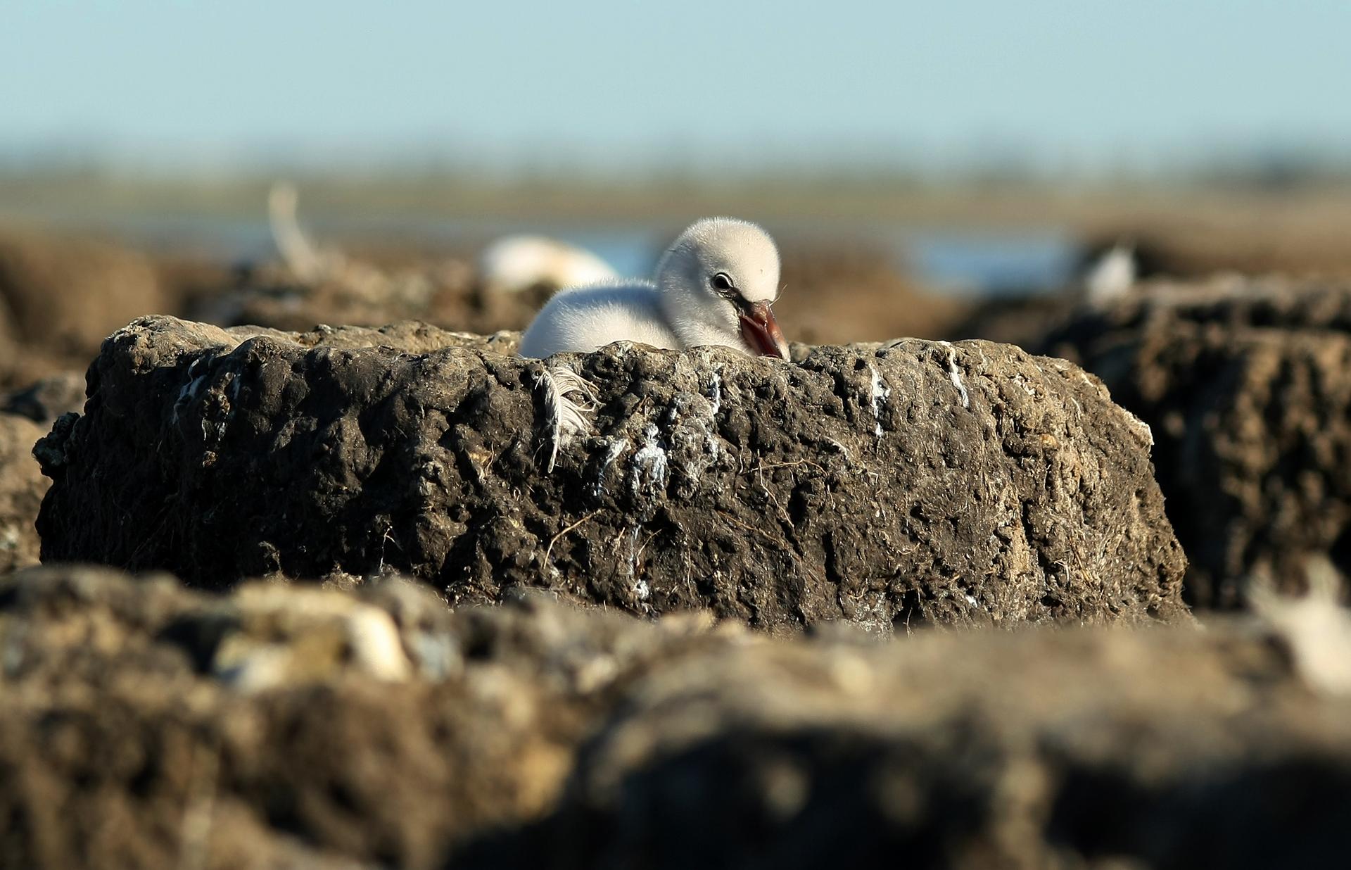 2-FLAMENCOS IMG 3857-2